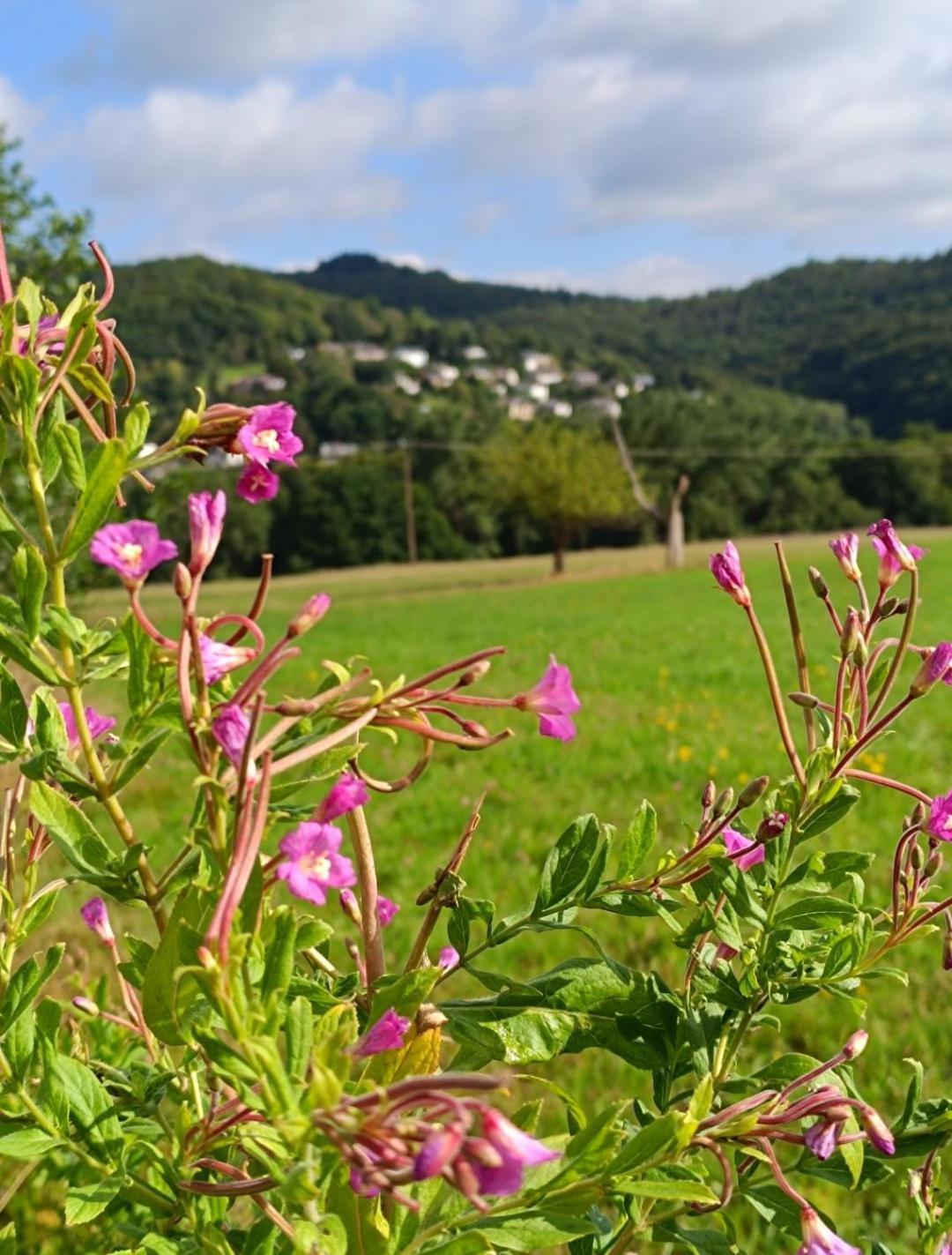 Ferienwohnung Zum Maerchenwald Bergfreiheit エクステリア 写真